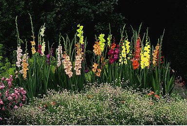 《彩虹六号》国服官网正式上线 已获得发行版号